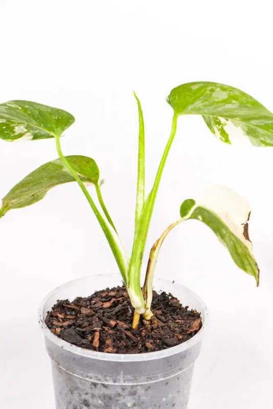 Variegated Monstera Cutie