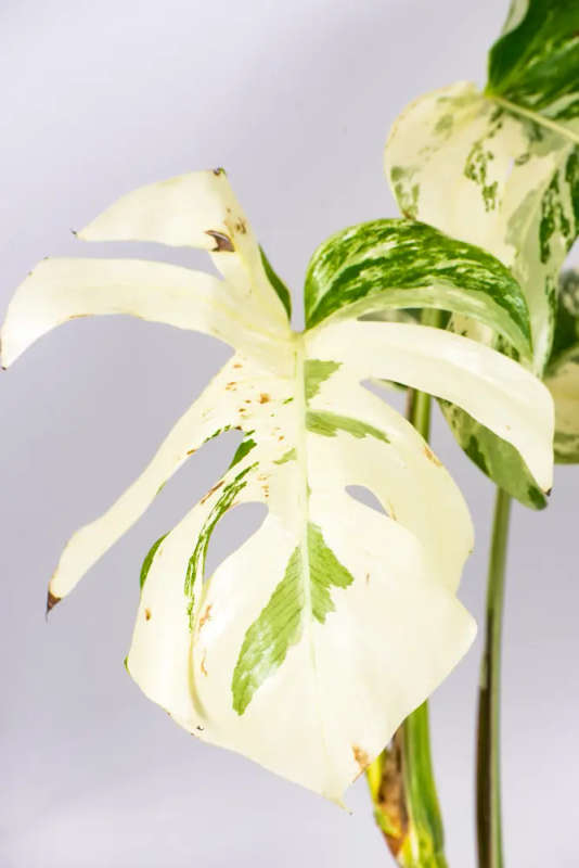 Variegated Monstera Goliath
