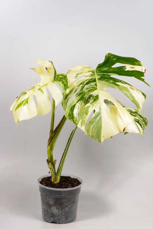 Variegated Monstera Goliath