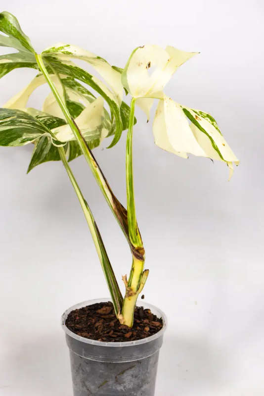 Variegated Monstera Goliath