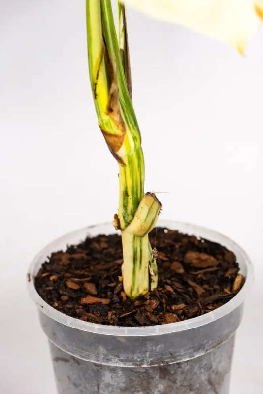 Variegated Monstera Goliath