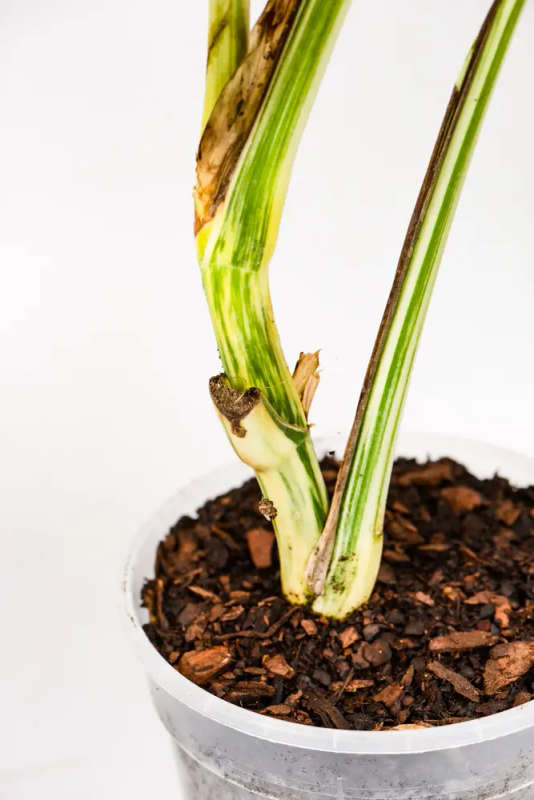 Variegated Monstera Goliath