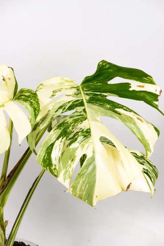 Variegated Monstera Goliath