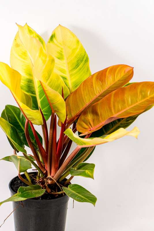 Philodendron Prince of Gold