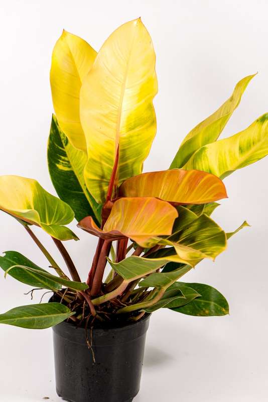 Philodendron Prince of Gold