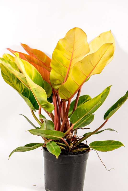 Philodendron Prince of Gold