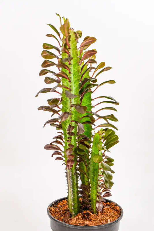 Ruby African Milk Tree