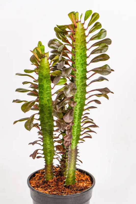 Ruby African Milk Tree