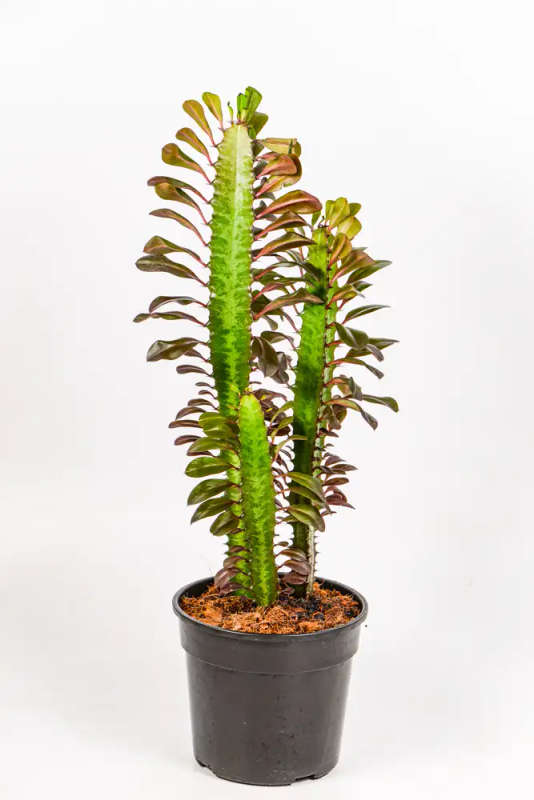 Ruby African Milk Tree