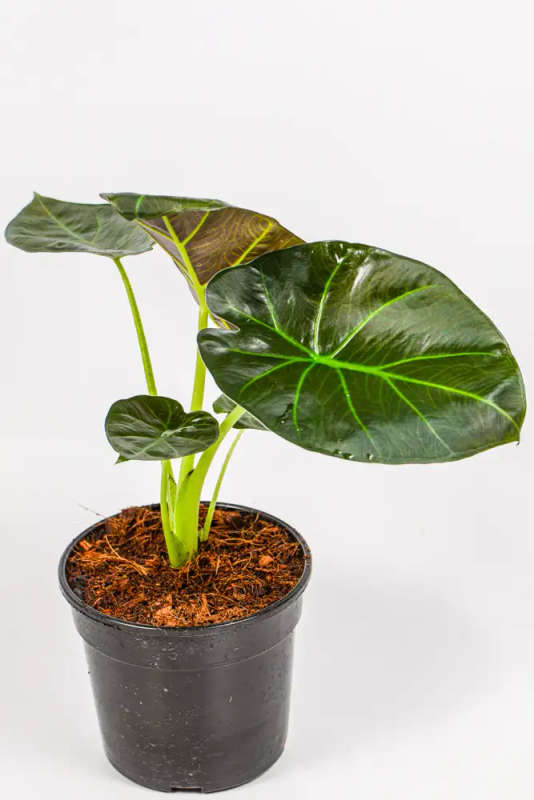 Alocasia Regal Shield