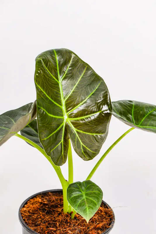 Alocasia Regal Shield