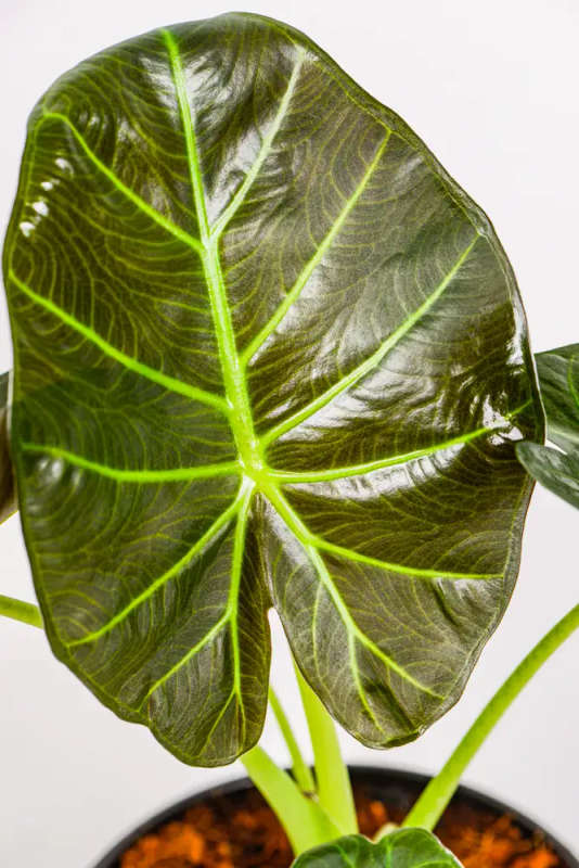 Alocasia Regal Shield