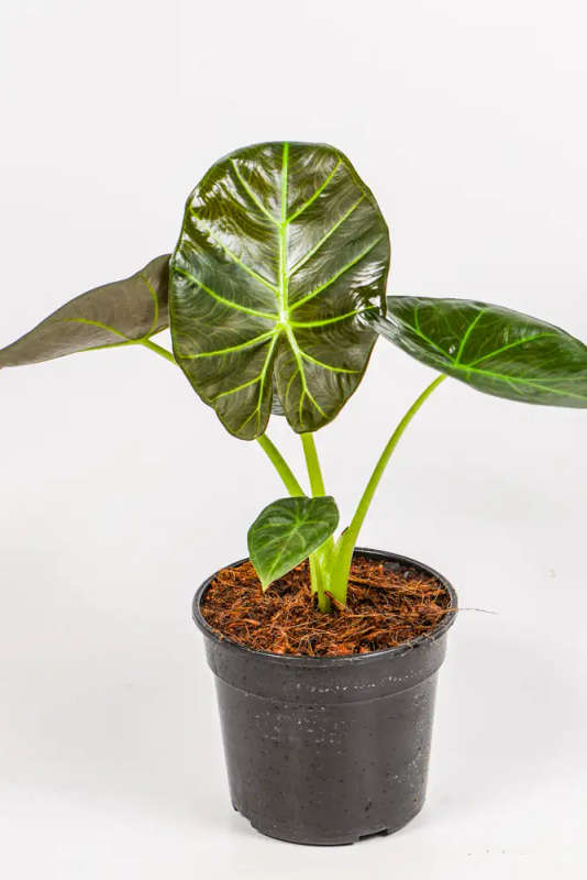 Alocasia Regal Shield