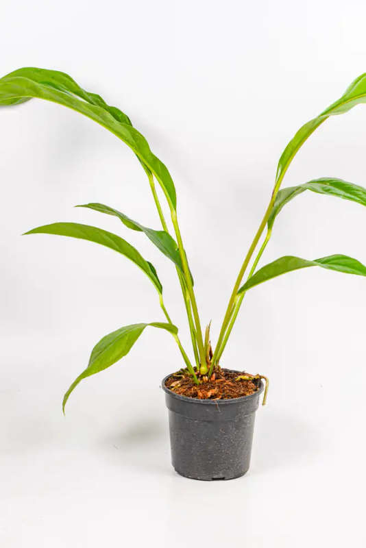 Anthurium Hookeri