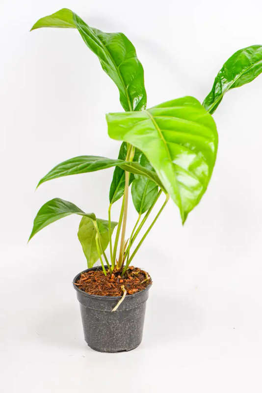 Anthurium Hookeri