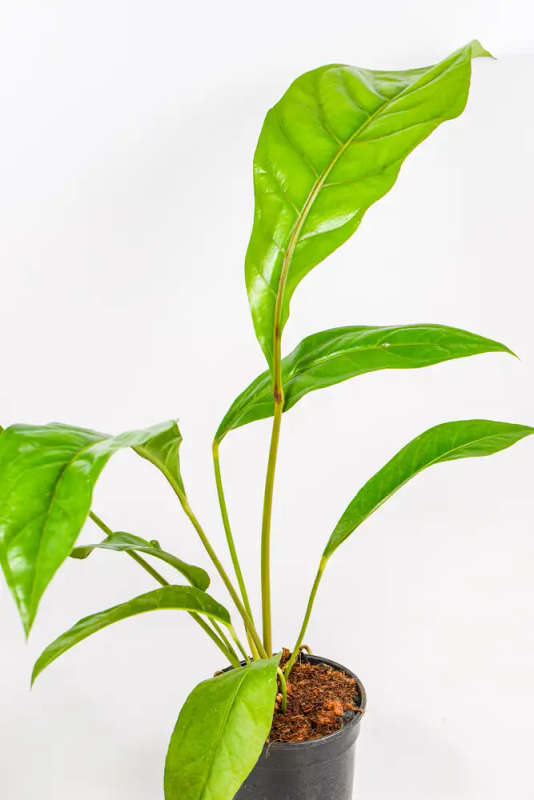 Anthurium Hookeri