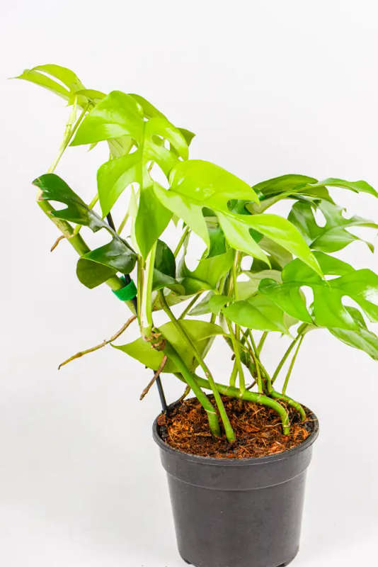 Rhaphidophora tetrasperma