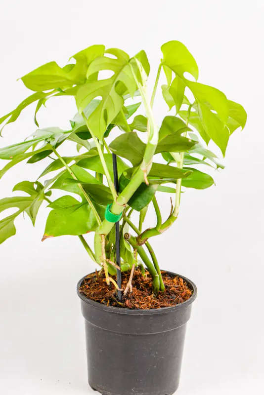 Rhaphidophora tetrasperma