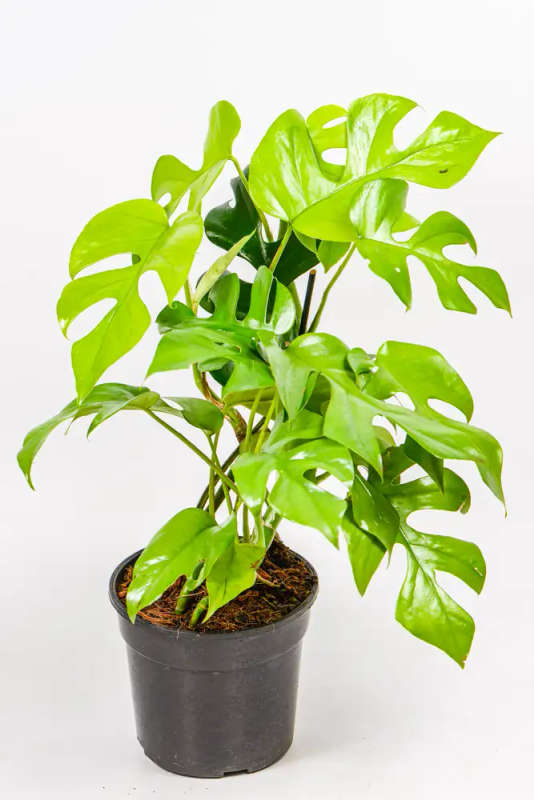 Rhaphidophora tetrasperma