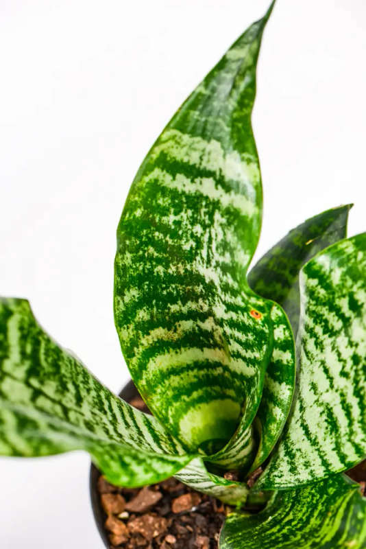 Green Snake Plant