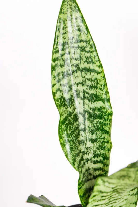 Green Snake Plant