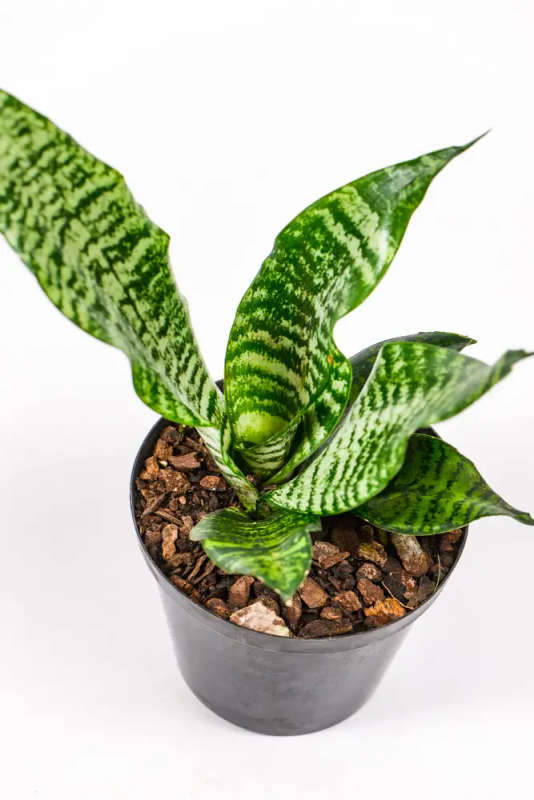 Green Snake Plant