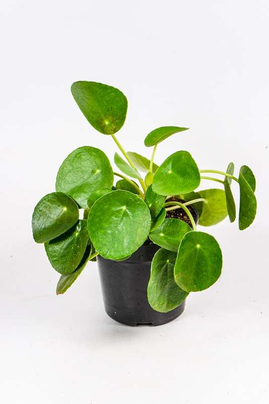 Chinese Money Plant