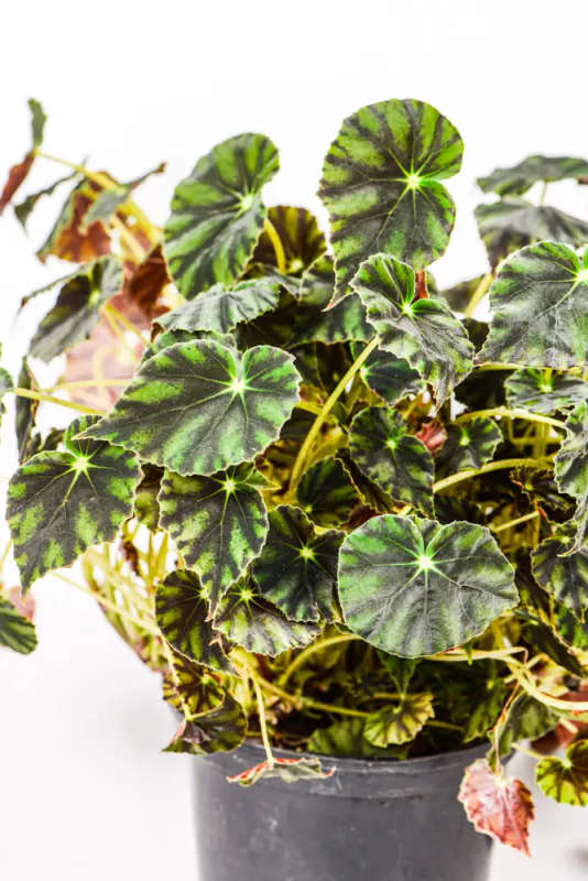 Begonia Nigra Magra