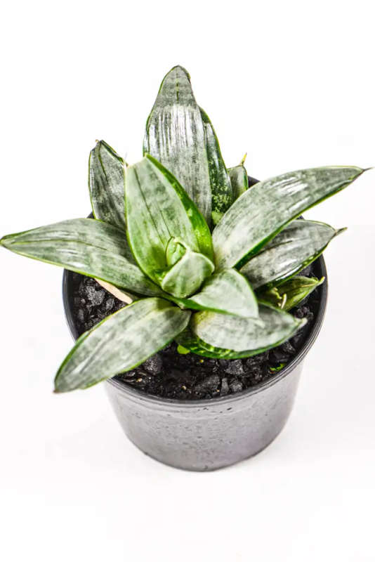 Snake Plant Streaker