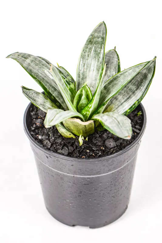 Snake Plant Streaker