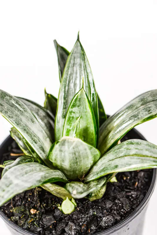 Snake Plant Streaker