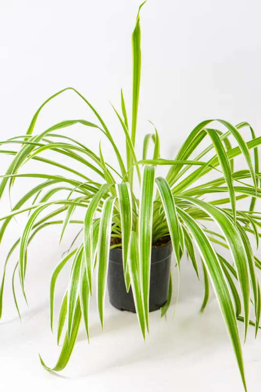 Spider plant Mini