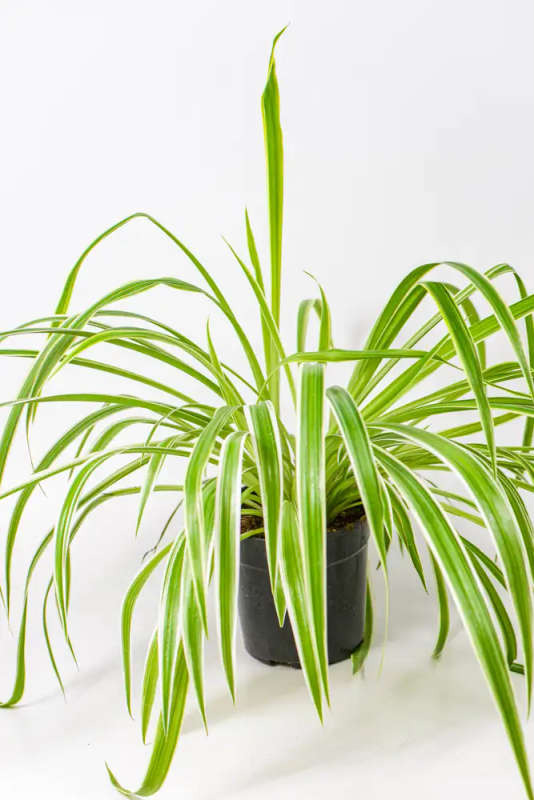 Spider plant Mini