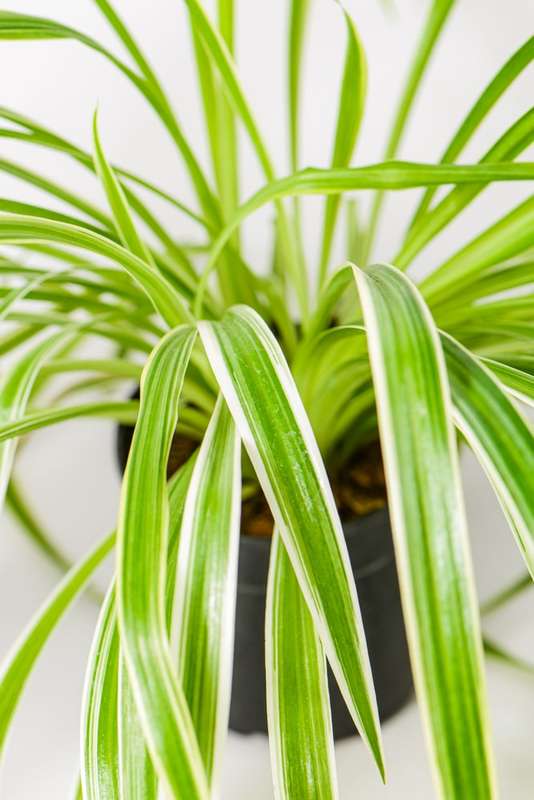 Spider plant Mini