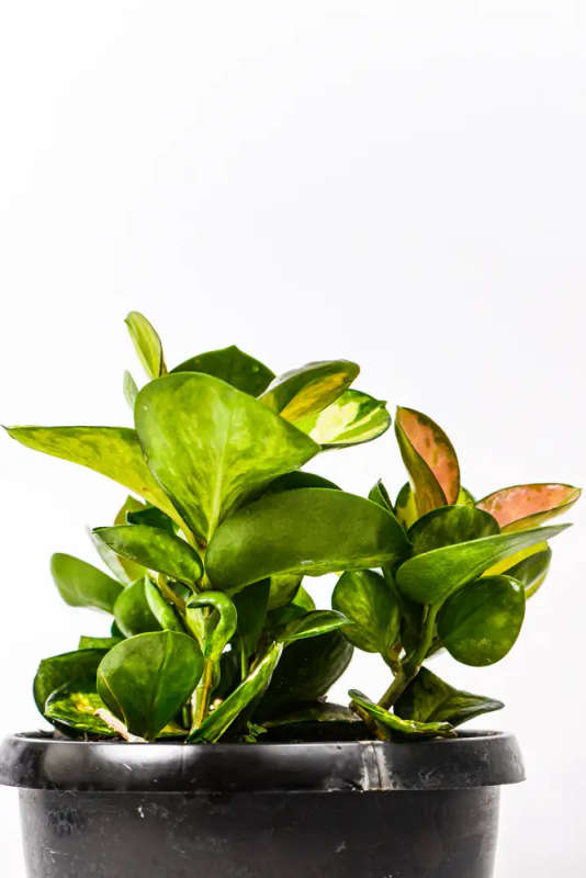 Hoya Australis Lisa