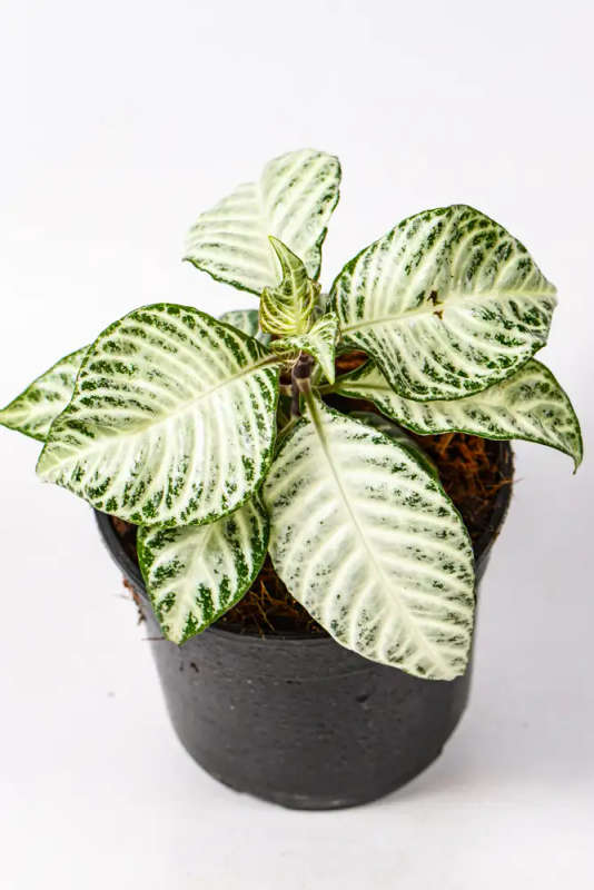 Aphelandra squarrosa White Wash