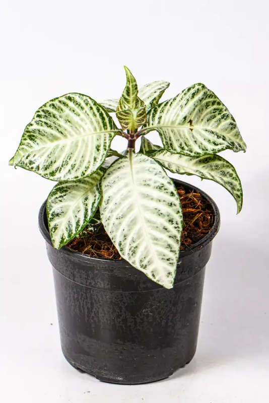Aphelandra squarrosa White Wash