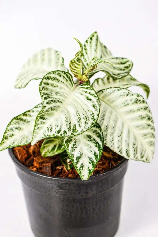Aphelandra squarrosa White Wash