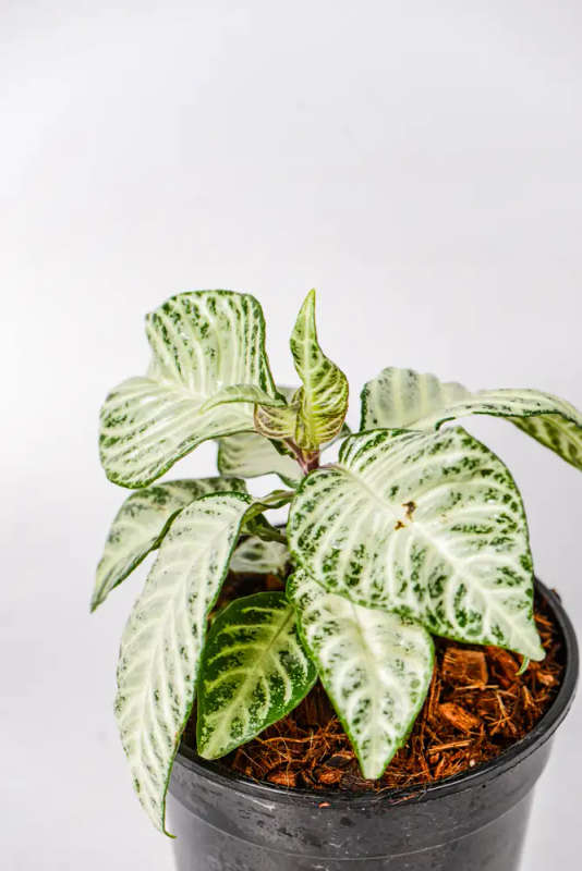 Aphelandra squarrosa White Wash