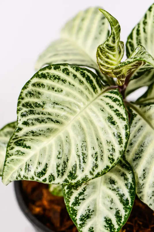 Aphelandra squarrosa White Wash