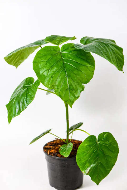 Ficus Umbellata