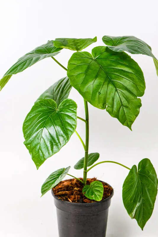 Ficus Umbellata