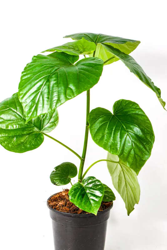 Ficus Umbellata