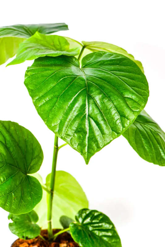 Ficus Umbellata