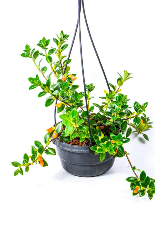 Goldfish plant