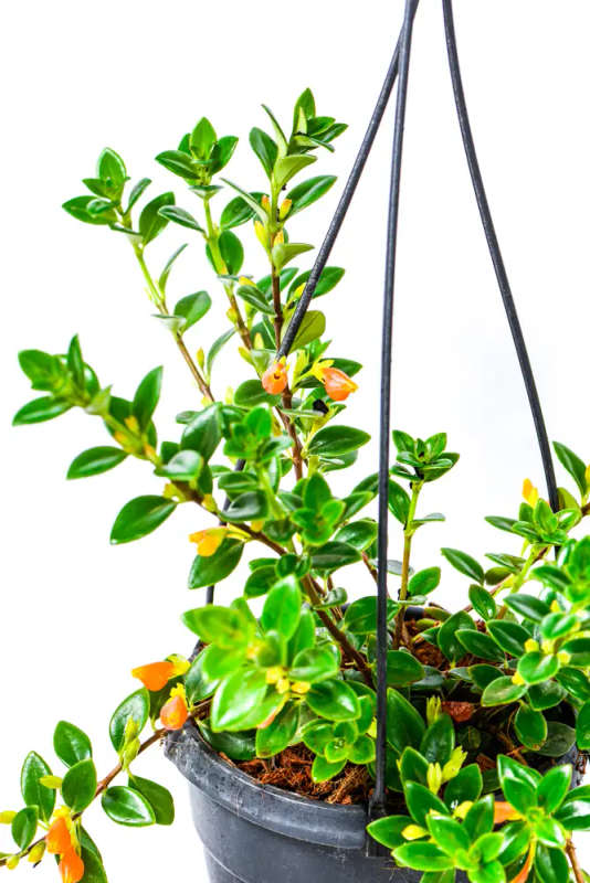 Goldfish plant