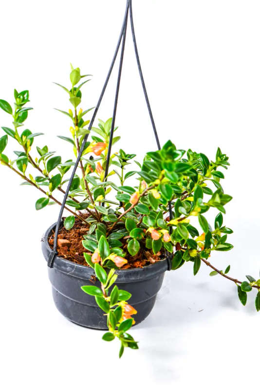 Goldfish plant
