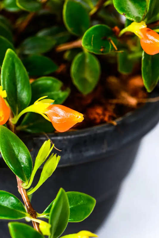 Goldfish plant