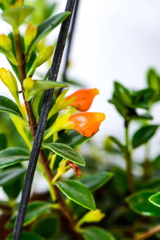 Goldfish plant
