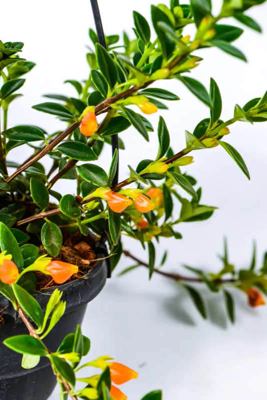 Goldfish plant